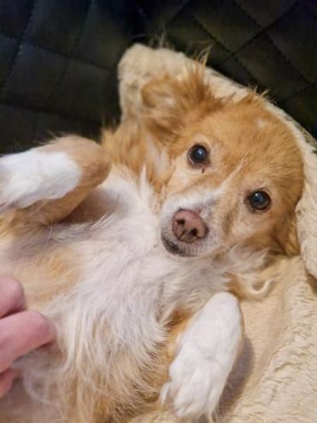 Chia sucht ein neues Zuhause