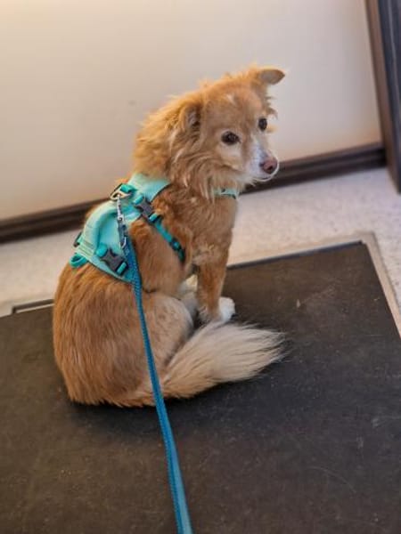 Chia sucht ein neues Zuhause