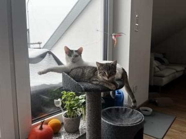 Schmusekatze ANNABELLE sucht!