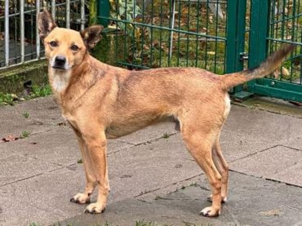 AXEL-menschen bezogener Rüde, 48 cm