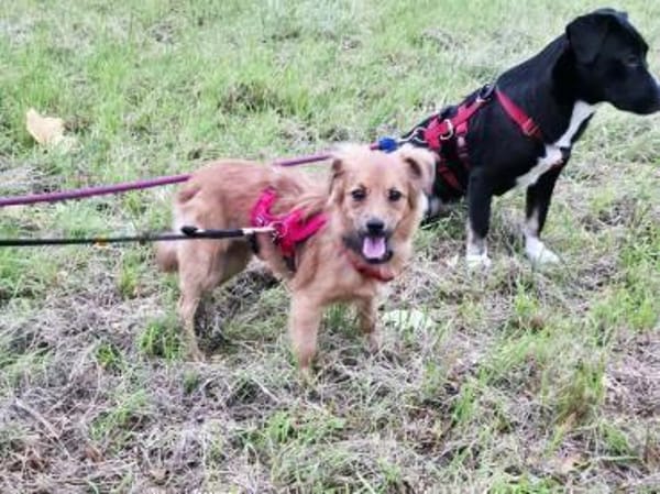 EMMA-zuckersüße Jung-Hündin,36 cm