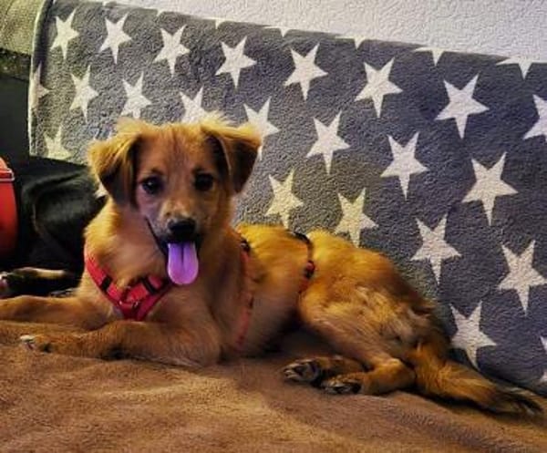 EMMA-zuckersüße Jung-Hündin,36 cm