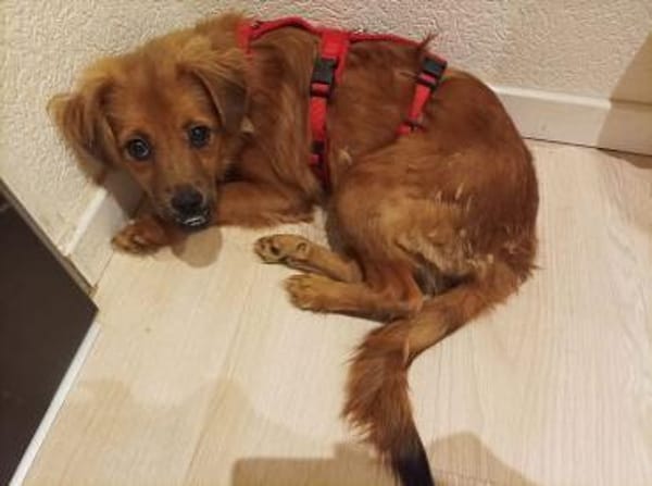 EMMA-zuckersüße Jung-Hündin,36 cm