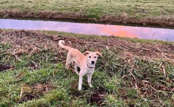 Nicki-neugierig, verspielt und zuckersüß