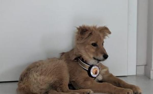 Neelo wartet schon auf dich