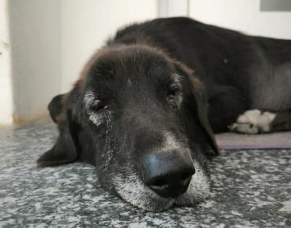 THEO - wo bleibt sein Happy End?