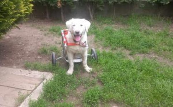 Kämpferherz Sommersprosse