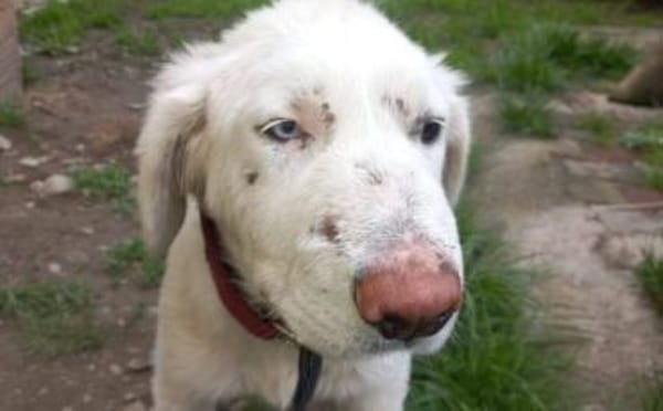 Kämpferherz Sommersprosse