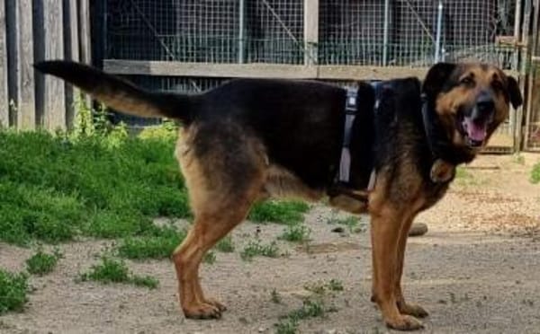 Traumhund Pluto sucht seine Familie