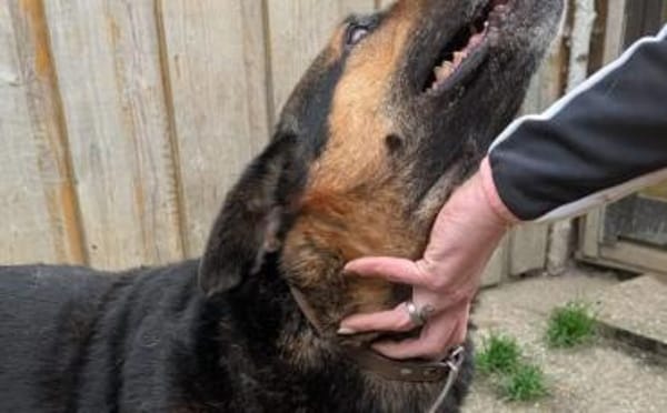 Traumhund Pluto sucht seine Familie