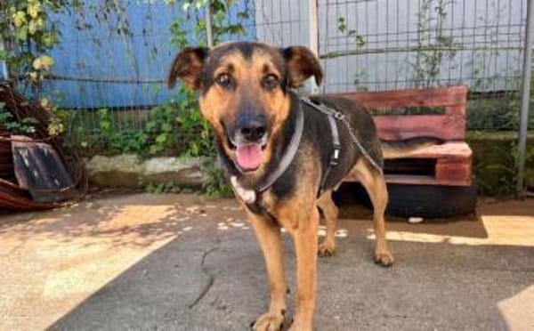 Traumhund Pluto sucht seine Familie