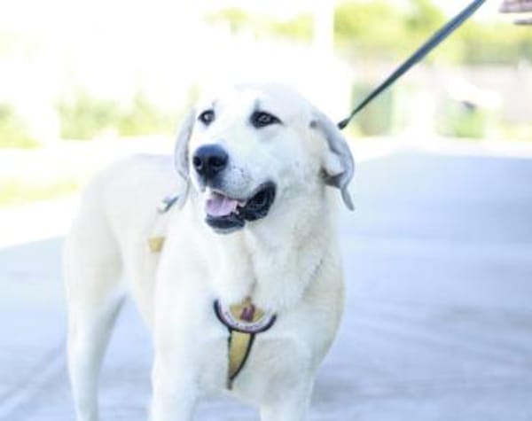 Lina sucht ihr Für-immer-Zuhause