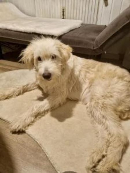 Filia 60 cm (Pflegestelle)