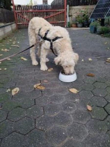 Filia 60 cm (Pflegestelle)