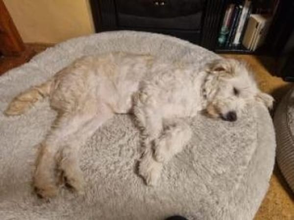 Filia 60 cm (Pflegestelle)