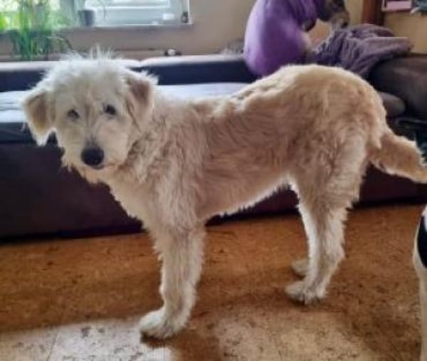 Filia 60 cm (Pflegestelle)