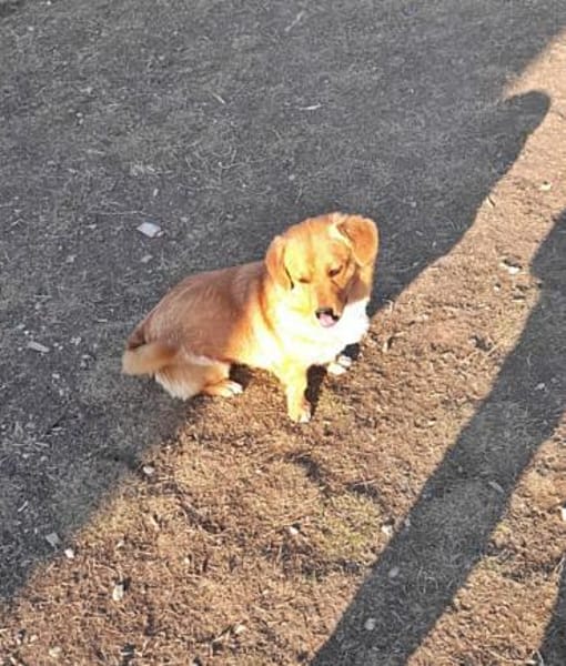 Daisy, auf Pflege in München