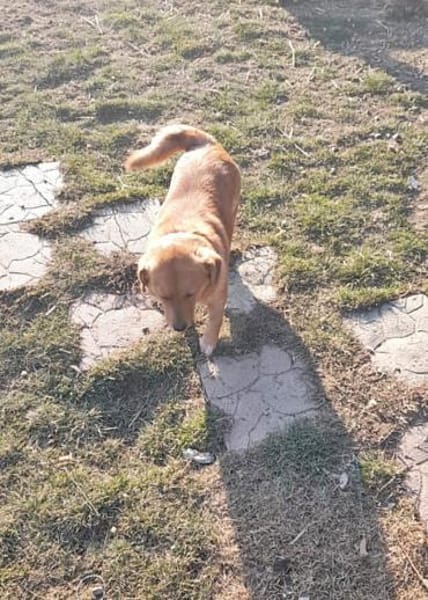 Daisy, auf Pflege in München