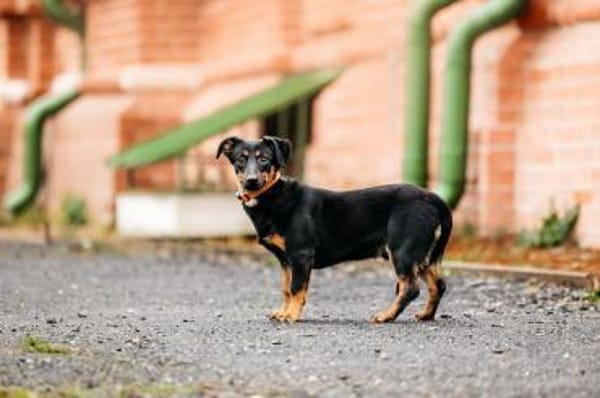 Verschmuster Rudi sucht sein Zuhause