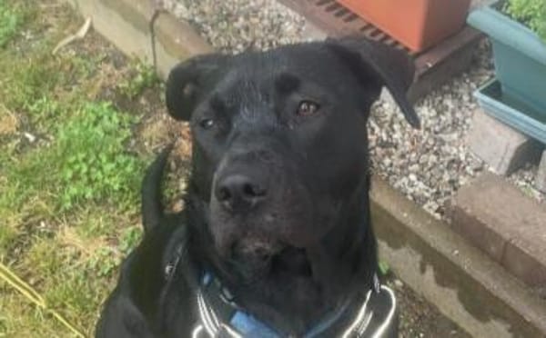 Ciara sucht eine neue Familie