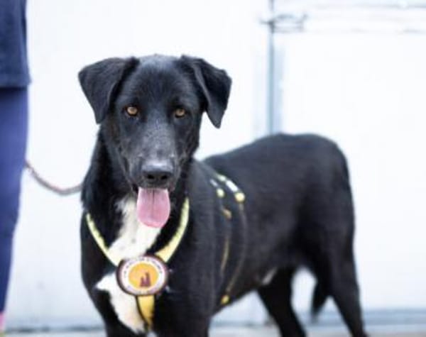 Wer schenkt Helios ein Zuhause?