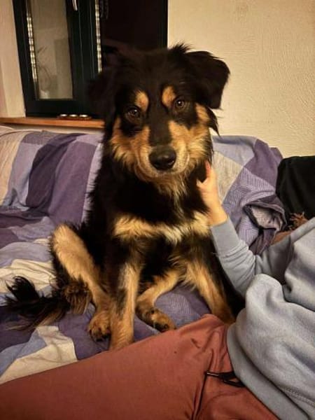 Raju Mischling Rüde Traumhund verschmust