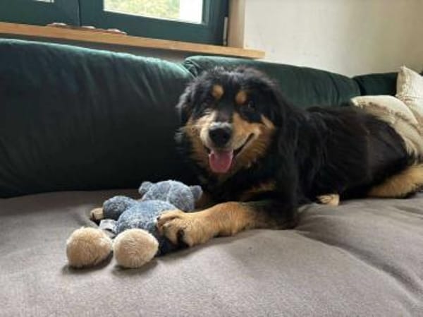 Raju Mischling Rüde Traumhund verschmust