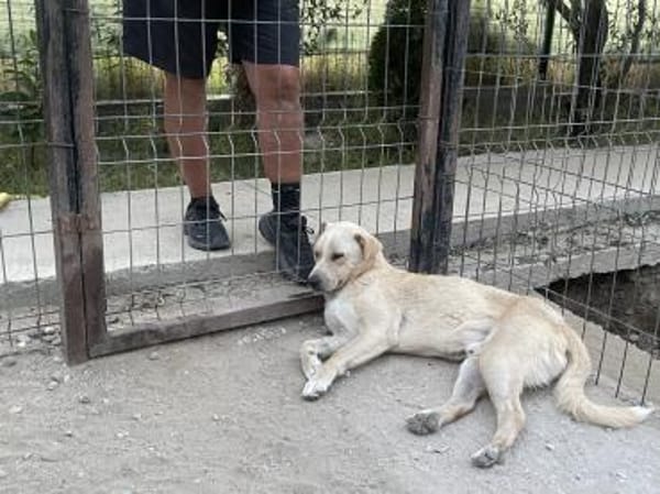 Quinn - kleiner Held mit großem Herzen