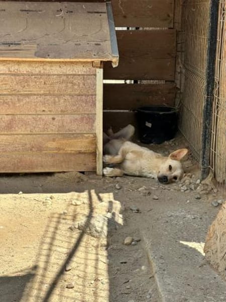 Quinn - kleiner Held mit großem Herzen