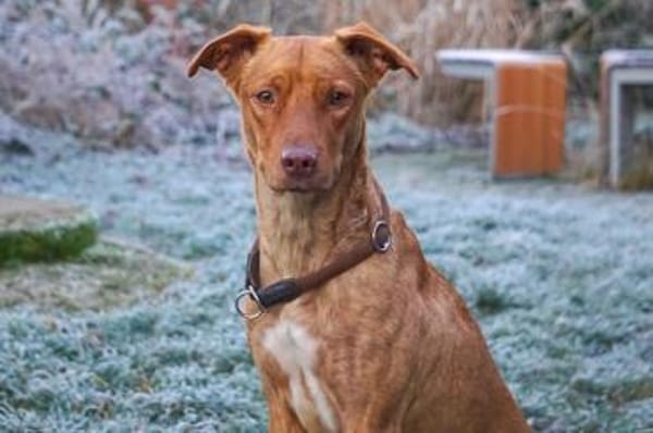 PUCKY-ANMUTIGER LEBENSBEGLEITER