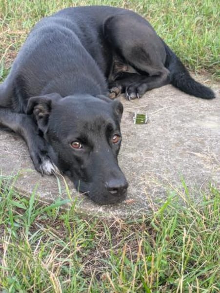 MIRA❤ Auf der Suche nach einem Zuhause