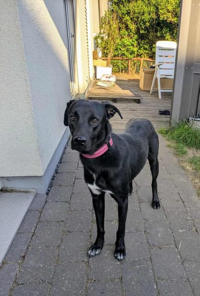 MIRA❤ Auf der Suche nach einem Zuhause