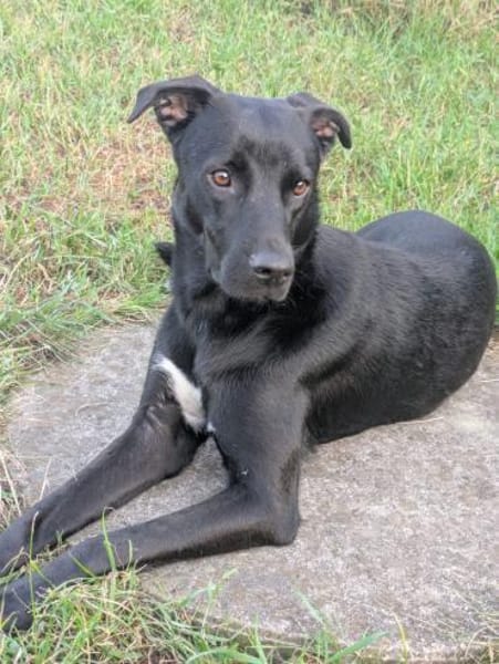 MIRA❤ Auf der Suche nach einem Zuhause