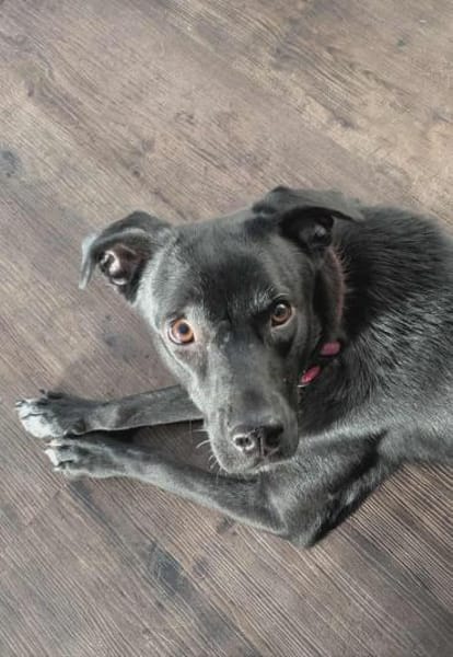 MIRA❤ Auf der Suche nach einem Zuhause