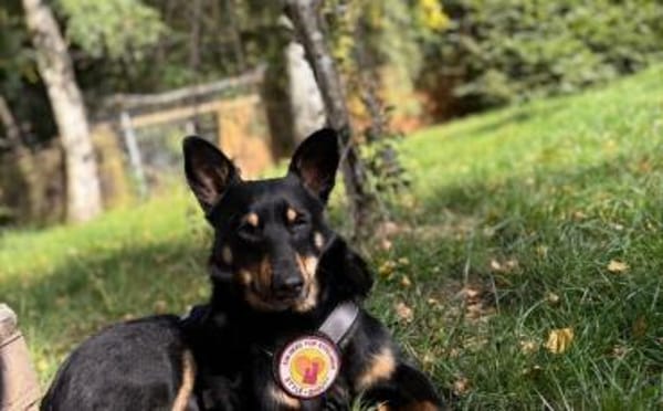 Sami sucht liebevolle Menschen