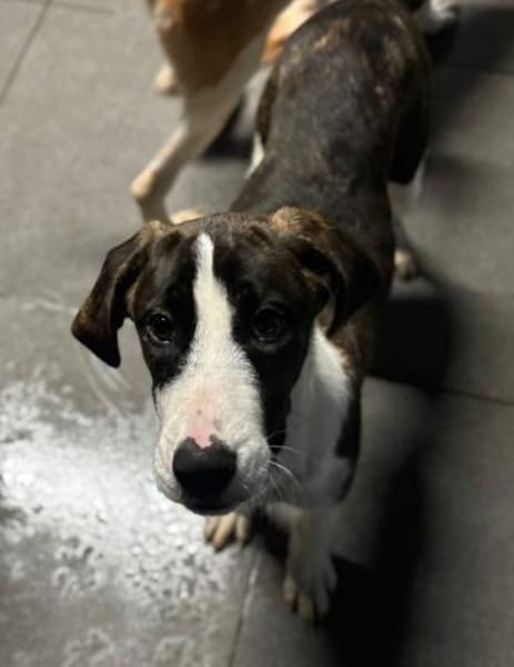 SOULA - möchte in einer Familie ankommen