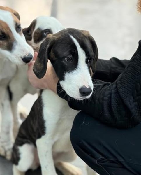 SOULA - möchte in einer Familie ankommen