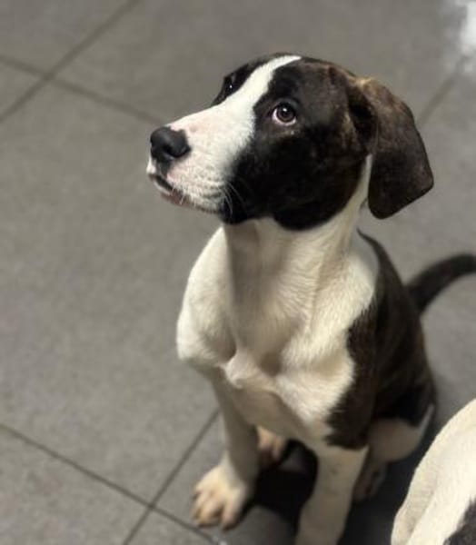 SOULA - möchte in einer Familie ankommen