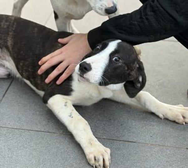 SOULA - möchte in einer Familie ankommen