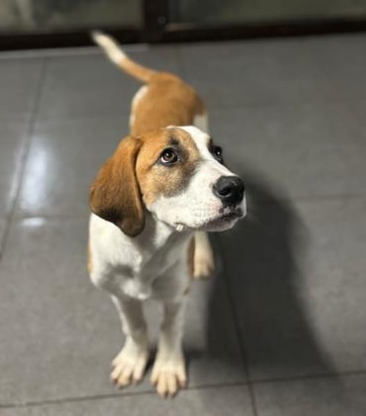 MUFFIN - süße Welpine sucht Heim