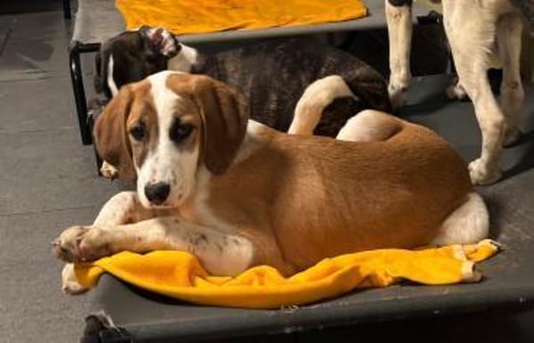 MUFFIN - süße Welpine sucht Heim