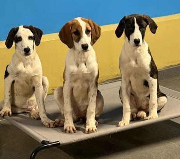 MUFFIN - süße Welpine sucht Heim