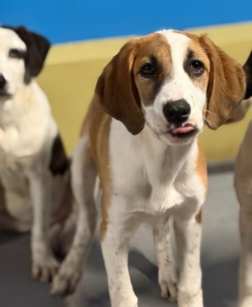 MUFFIN - süße Welpine sucht Heim