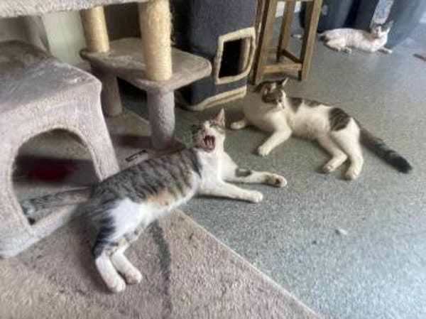 Loki - Der tapfere Katzenmann