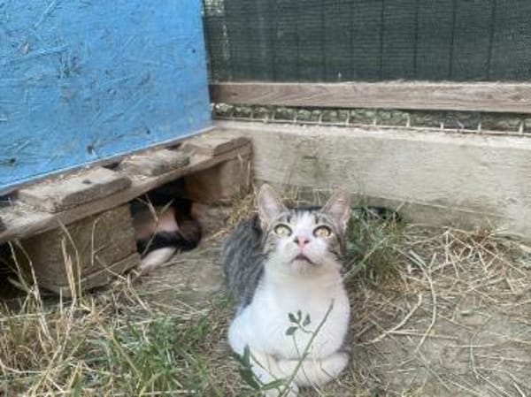 Loki - Der tapfere Katzenmann