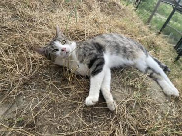 Loki - Der tapfere Katzenmann