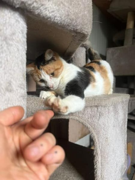 Melly - bunte Kuschelprinzessin