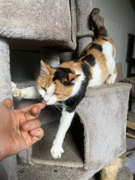 Melly - bunte Kuschelprinzessin