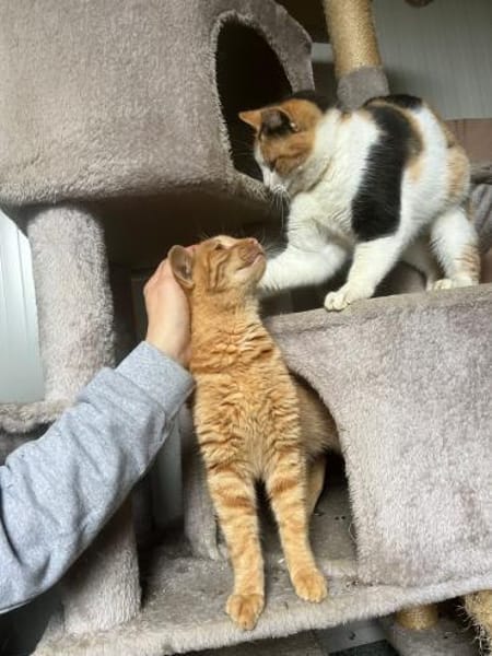 Melly - bunte Kuschelprinzessin