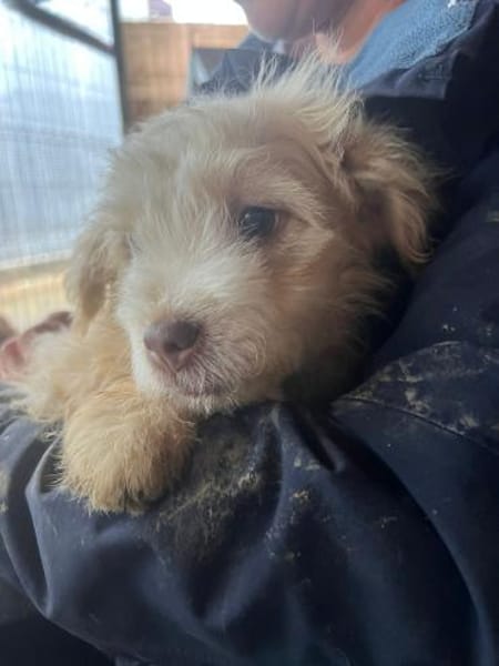 Franky - Wuschel sucht Zuhause